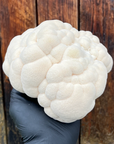 Champignon hydne hérisson frais.