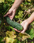 Coffret de Semences ancestrales, Collection patrimoine québécois par le nutritionniste urbain