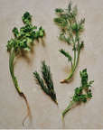 Photo de fines herbes.