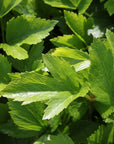 Herbes Salées Sauvage