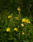 Herbes Salées Sauvage