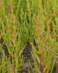 Herbes Salées Sauvage