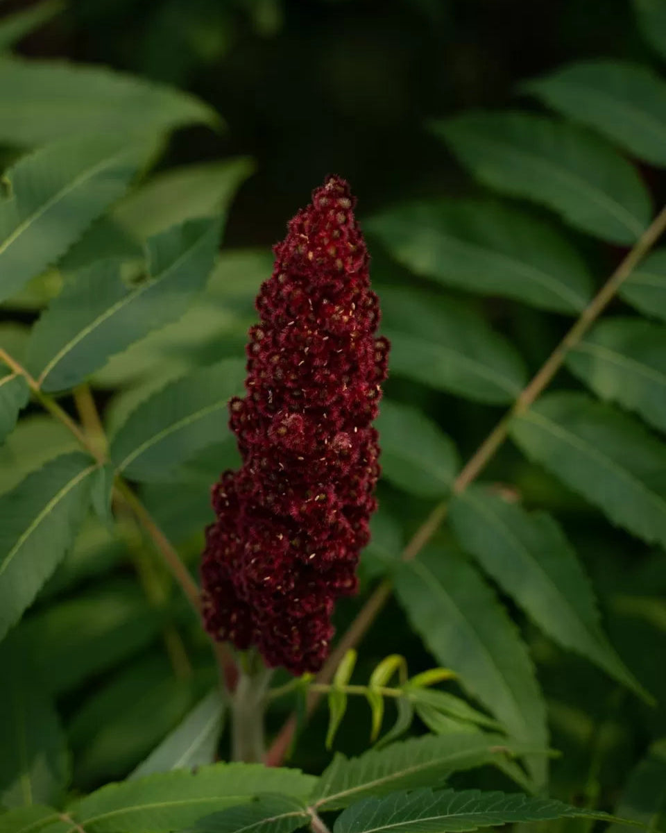 Sumac - Gourmet Sauvage