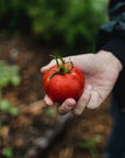 Coffret de Semences ancestrales, Collection patrimoine québécois par le nutritionniste urbain