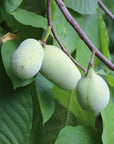 Le pawpaw: son histoire et sa culture | Livre