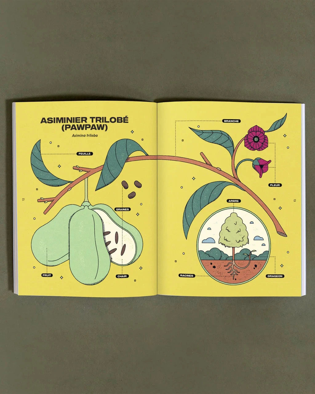 pawpaw-histoire-culture-livre-le-nutritionniste-urbain-asiminier-trilobe